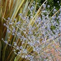 Sow in autumn/winter for 1st. Bbc Gardening Plant Finder Sea Holly