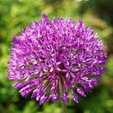 Veggies Ornamentals More At One Green World Edible Plant Nursery In 2020 Hardy Perennials Flowers Perennials Perennials