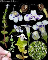 Image result for Linderniaceae