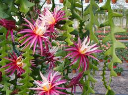 Internet says prop like a regular succulent. Fishbone Cactus How To Grow And Care Of Ric Rac Cactus Plant