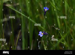 Image result for Monopsis decipiens