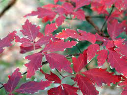 You might also be interested in coloring pages from maples category. Paperbark Maple