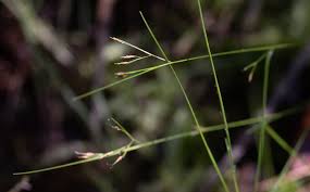 Image result for Rhynchospora eximia