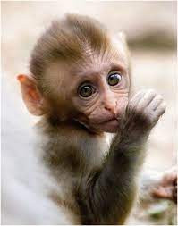 Pin By Irina Brook On Animals Creatures Cute Baby Monkey Monkeys Funny Cute Animals