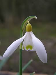 Galanthus Nivalis Chrome Yellow Snowdrop Planting Flowers Shade Garden Pretty Flowers