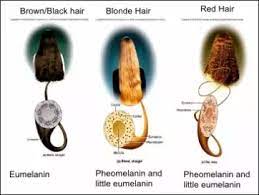 Mustard seed oil will darken your hair over time but if you are trying to get your hair several shades darker fast then i would suggest trying the black walnut method :) alana on july 11, 2012: Why Is My Brown Hair Turning Into Black Hair Quora