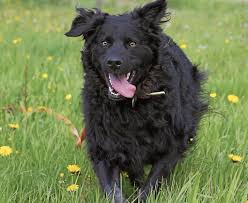 Unsere hundis sind 3,5 jahre bzw. Esslingen Fur Den Dreijahrigen Bo Sucht Das Tierheim Neue Besitzer Mit Erfahrung Nicht Geeignet Fur Familien Mit Kleinen Kindern Aktiver Hutehund Braucht Neue Herausforderungen Esslingen Esslinger Zeitung