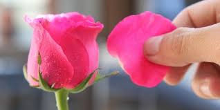 Bunga mawar identik dengan keindahan. Kelopak Mawar Bisa Dimakan Ini Manfaat Sehatnya Merdeka Com