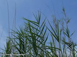 Image result for Phragmites mauritianus