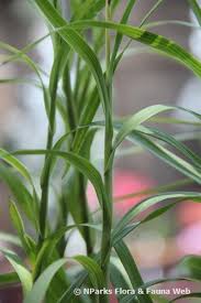 Image result for Polystachya melanantha