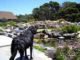 Usually, if they want to swoop in quickly, they will stay in the air and look for bodies of water. 7 Ways To Keep Predators Out Of Your Pond