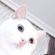 Guzel Gozlu Kedi 2020 Kedi Guzel Kediler