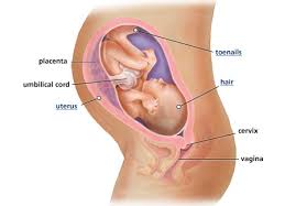 16 Semanas De Embarazo Y No Siento A Mi Bebe Tips De Madre