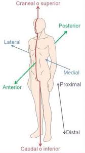 Pin Em Anatomy And Physiology