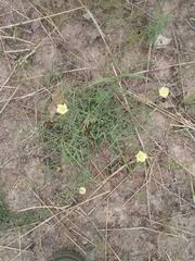 Image result for Cienfuegosia digitata