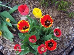 Kate here, and when it comes to refreshing my space, i often start with the outdoors. Practical Tips For Spring Garden Clean Up Gingham Gardens