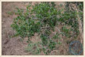 Image result for Diospyros ferrea