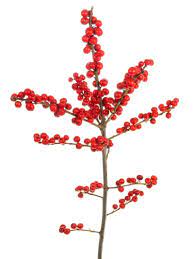 Shop für schöne weihnachten grün rote blume haarspange aus künstlichen beeren, papierblumen und kunststoff grün! Ilex Zweige In Verschiedenen Grossen Rot Bestellen Zweige Weihnachtsstimmung Weihnachten