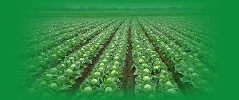 Acta Horticulturae Sinica