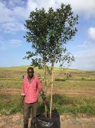 Image result for Diospyros natalensis