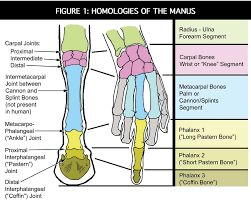And leg bones that makes new red blood cells. Equine Reciprocating Systems Interosseous Muscles To The Suspensory Apparatus American Farriers Journal