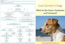 Reports state that cancer is one of the principal causes of death in dogs. Holistic Treatment For Canine Liver Cancer