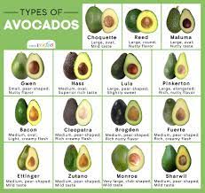 Avocado came in california in 1856. 15 Different Types Of Avocados Out There You May Not Know About