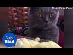 Hilarious Moment Cat Faints After Smelling Durian Fruit Daily Mail Youtube Durian Hilarious Cats