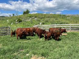 Just so you all know, the neighborhood stepped up and help me find my  cattle. They are home safe and sound. Thank you all so much for sharing  this, as it's what