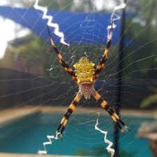 Black And Yellow Striped Spider Spiders In Philippines Species Pictures In 2020 Garden Spider Spider Spider Identification