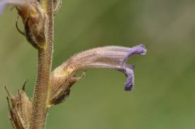 Image result for Orobanche