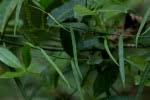 Image result for Periploca linearifolia