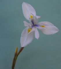 Image result for Moraea schimperi