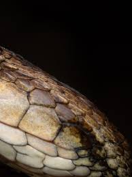 Image result for Astropanax barteri