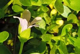 Image result for Bacopa hamiltoniana