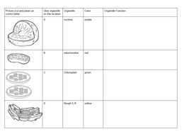 Animal Cell And Plant Cell Diagram Cut Paste Activity