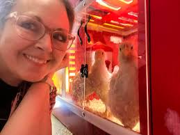 Hi all! I just wanted to introduce myself and share a photo I took. I teach  STEM and have an incubator and brooder in my classroom. I will be taking  these home