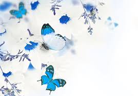 .butterfly wallpaper #pretty orange butterflies #peacock butterfly #green beautiful butterfly #flowers butterflies wallpapers #cute butterfly mindblowing #images #purple butterflies #red butterfly #butterfly grass flowers pictures #rainbow abstract butterfly wallpaper #pretty orange. Images Butterflies Flower Animals White Background
