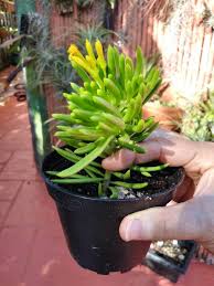 Image result for Senecio letouzeyanus