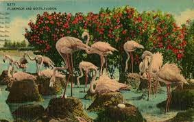 The show will be at the havre de grace community center: Tropical Decorating Inspiration From 12 Vintage Florida Postcards Retro Renovation