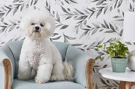 We did not find results for: Bichon Frise Full Profile History And Care