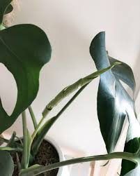 Well Well Well Isn T This Is Satisfying Seeing A New Leaf Rolled Up Neatly Ready To Unravel Monstera Monste Plants Large Indoor Plants Indoor Plants