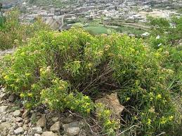 Image result for Psiadia punctulata