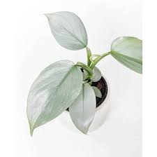 Philodendron Hastatum Silver Sword Rare House Plant Etsy In 2020 Philodendron Plants Plant Goals