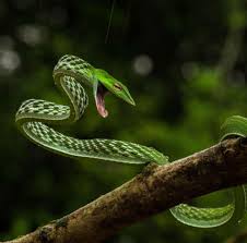 42 Of World S Most Radiant Animals In 2020 Vine Snake Snake Images Snake