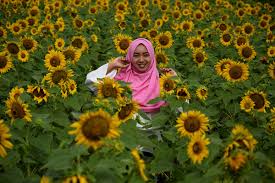 Bunga matahari adalah bunga cantik berwarna kuning cerah yang tinggi batangnya dapat mencapai 1 hingga 4,5 meter. Dwi Susanti Rona Pagi Di Taman Bunga Matahari Dewari