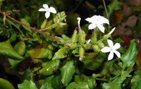 Image result for Plumbago zeylanica