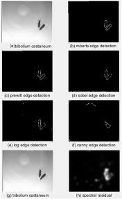 The canny edge detector is known as optimal detector since it detects only the existing edges, gives only one response per page and minimizes the distance between the the canny() method of the imgproc class applies the canny edge detection algorithm on the given image. Method For Pests Detecting In Stored Grain Based On Spectral Residual Saliency Edge Detection Sciencedirect