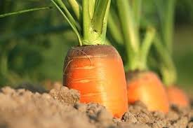 Epingle Sur Plantes Et Jardinage