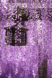 Lifeisverybeautiful Wisteria Garden Vines Wedding Plants